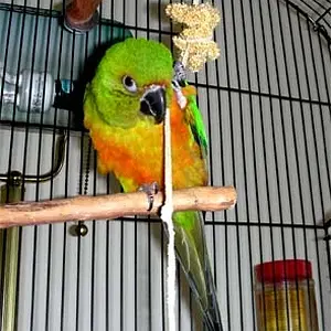 My Millet--mine, Mine!
