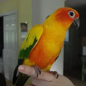 Phoebe