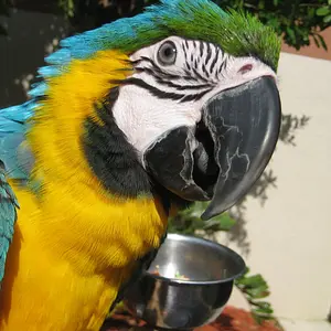 Sage Sunbathing After His Shower.