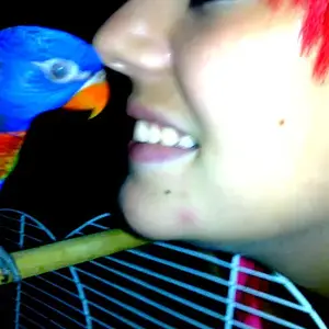 Ozzy My Lorikeet