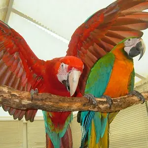 Arnie And Coco