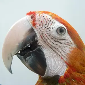 Tango