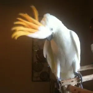 My Cockatoo Kitty