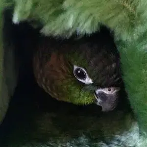 Brilho 3