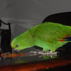 Sam Amazon Parrot