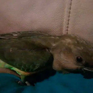 Yoshi