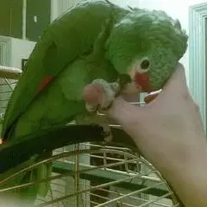 Toby