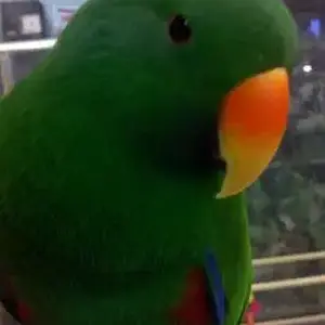 Gonzo!!