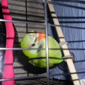 Bebe