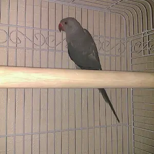 My Baby Irn
