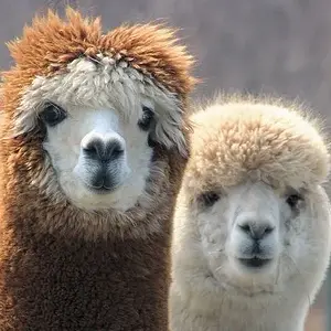 Crazy Pets *****
