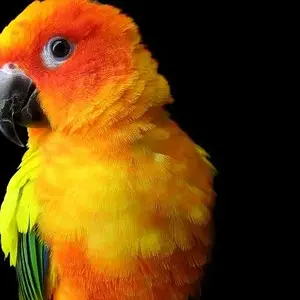 Son Conure .