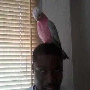 Mojo