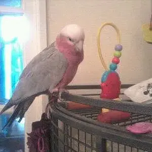 Mojo