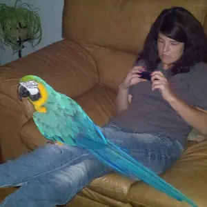 Kodac Watching Tv.