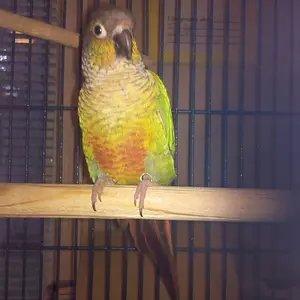 My Name Is Keen - But What Type Of Conure Am I?