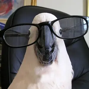 Media 'Silly Simon' in category 'Cockatoos'