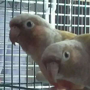 Rio & Kai