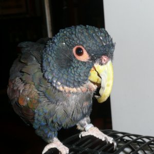 Merlin's Overgrown Beak