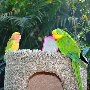 Barraband And Lovebird