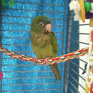 3mo. Old Bc Conure, Romeo