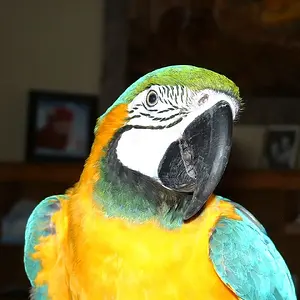 Rascal