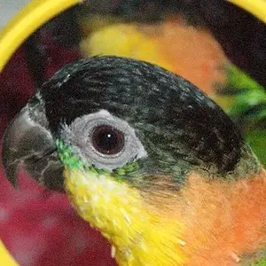 Peaches