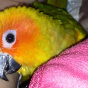 Sun Conure Chili!