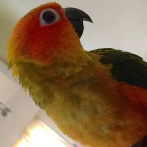 Chili The Sun Conure