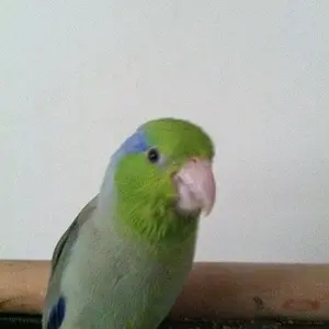 Peanut Hanging Out