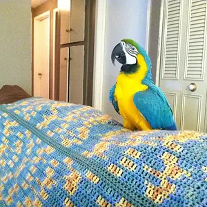 Tiki!