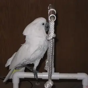 Cameo Playing