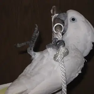 Cameo Playing On Her Play Gym
