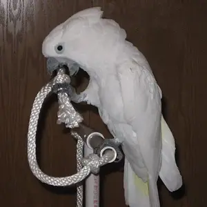 Cameo Playing On Her Play Gym