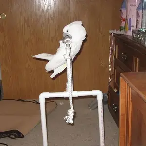 Cameo Playing On Her Play Gym