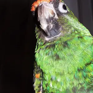 Halloooooooooo