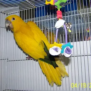 Golden Conure