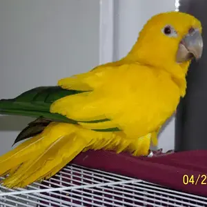 "pollo" Golden Conure