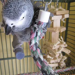 Media 'Sam' in category 'Congo & Timneh Greys'