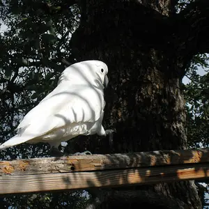 Amigo Walking The Plank