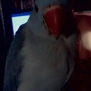 Charlie