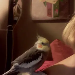Twiggy