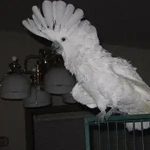 Cameo Playing