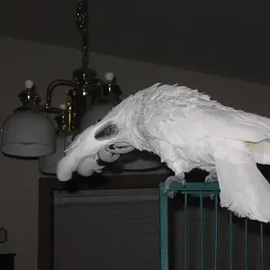 Cameo Playing