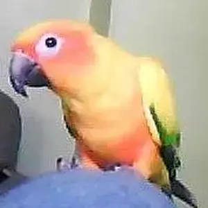 Sun Conure