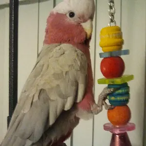 Zoe