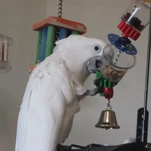 Cameo`s Cage & Play Gym