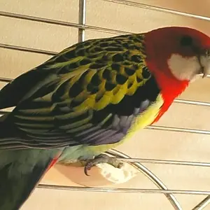 Banjo The Golden-mantled Rosella