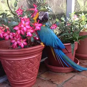 Bella