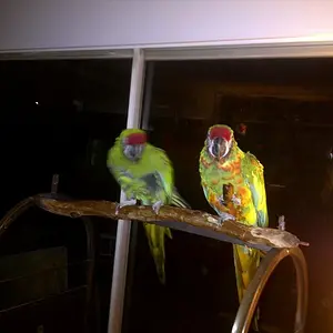 Military Macaws